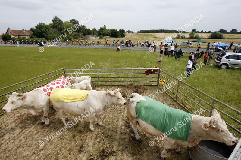 Cows002p.jpg